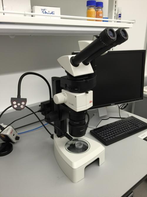 Leica M80 Stereomicroscope